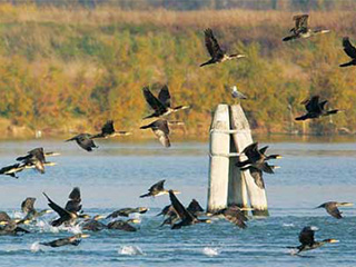 A flock of cormorants. Photo: Emanuele Stival.